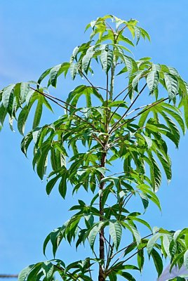 Kalopanax pictus 'Maximowiczii' - kalopanax pestrý - letní habitus u vrcholu